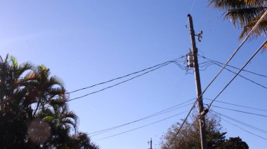 Gündüz vakti palmiye ağaçları güzel bir günde 