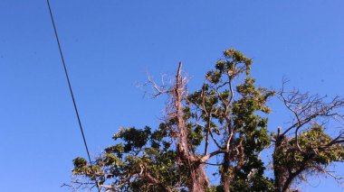Mavi gökyüzünde yüksek açılı ağaçlar