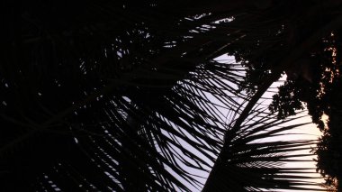 Gün batımında palmiye ağaçları