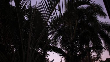 Günbatımında tropik ağaçlar