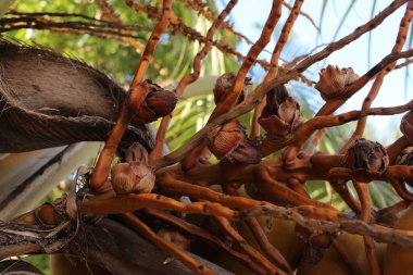 Hindistan cevizi ağacını kapat.