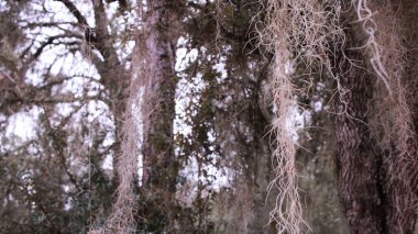 Ormanda asılı duran yosun ağaçları