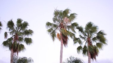 Gündüz vakti palmiye ağacı fotoğrafçılığı