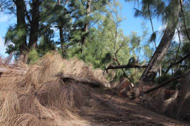 Ormanda doğa alçak açılı.