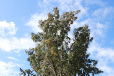 Gündüz yüksek açı ağacı