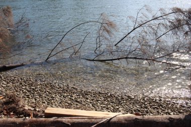 Düşük açılı ağaç dalları Suyun içinde