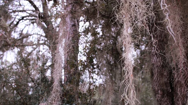Spanish moss trees hanging in the forest