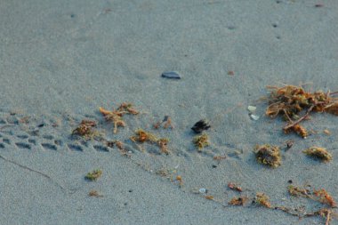 Sahilde alçak açılı kum