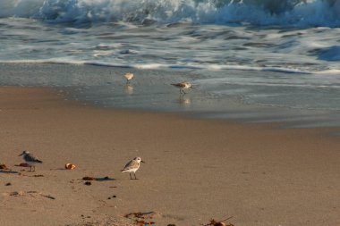 Gündüz kumsal fotoğrafçılığı 