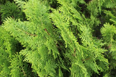 Doğa yeşilliğe yakın