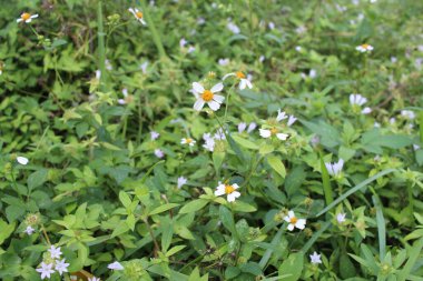 Daisey çiçeği çimlere yakın.