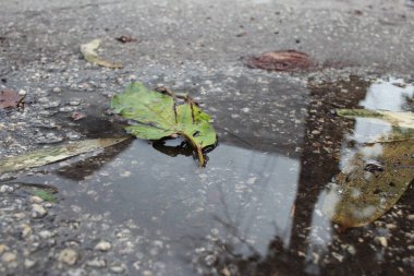 puddle close up reflection
