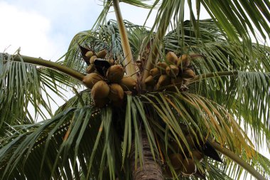 Hindistan cevizi hurma ağacı yaprak