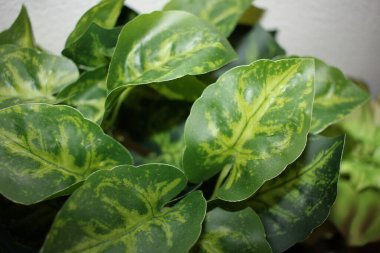 Sahte palmiye yapraklarını kapat