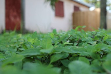 Yeşilliği kapatın.