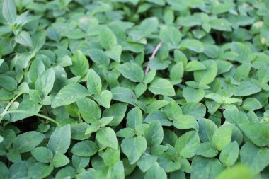 Yeşilliği kapatın.