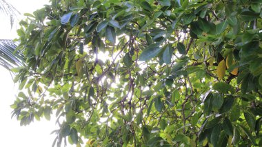 Ağaçların arasından parlayan güneş 