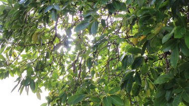 Ağaçların arasından parlayan güneş