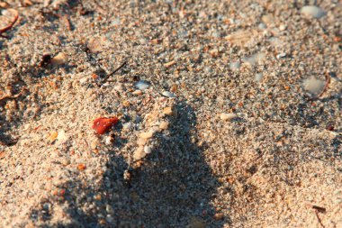 Kumda kaya ve kabukların CU 'su