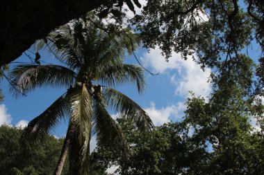 Gündüzleri ağaç fotoğrafçılığı