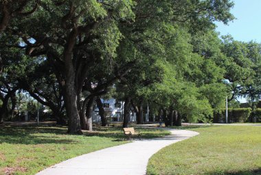 Gündüzleri ağaç fotoğrafçılığı