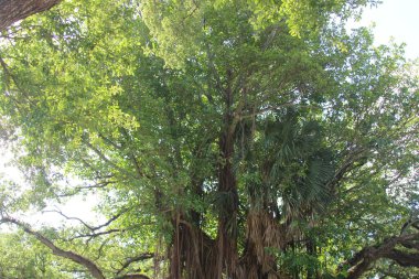 Gündüzleri ağaç fotoğrafçılığı