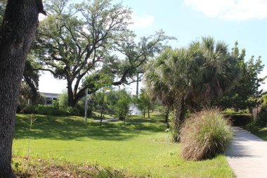 Gündüzleri ağaç fotoğrafçılığı