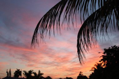Gün batımında palmiye ağacı silueti.