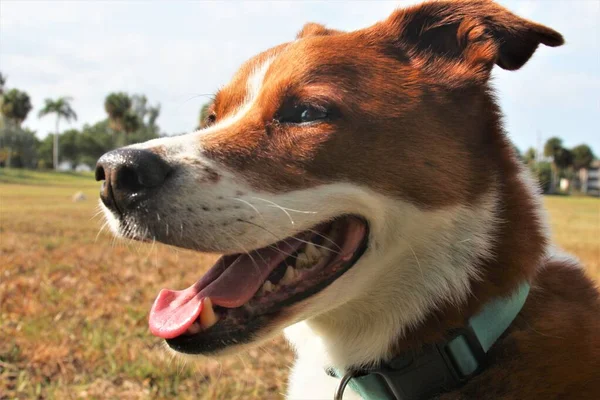 Pies Uśmiecha Się Outsde Headshot — Zdjęcie stockowe