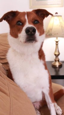 Kahverengi ve beyaz köpek gün boyu kanepede