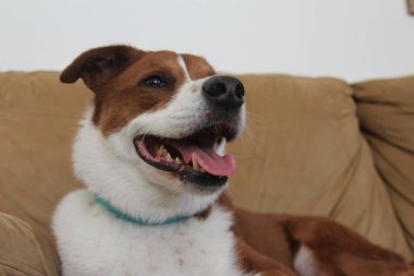 TERRER BORDER, Collie MIX KUŞAĞINDA İKİNCİ KÖPEK