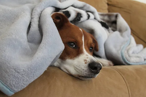 Terrier Border Collie Mix Dog Podstawie Państwa Blnket — Zdjęcie stockowe