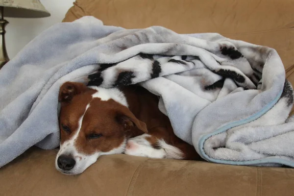 Terrier Border Collie Mix Dog Podstawie Państwa Blnket — Zdjęcie stockowe