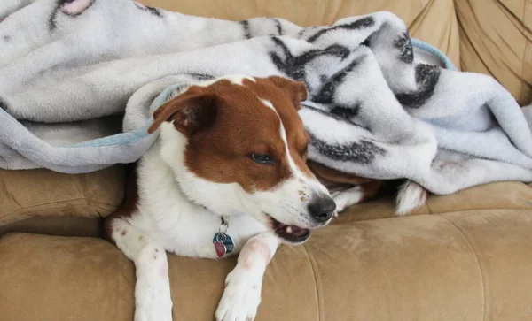 Terrier Border Collie Mix Perro Caballo Bajo Blnket — Foto de Stock