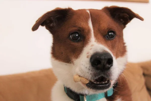 Terrier Border Collie Mix Dog Podstawie Państwa Blnket — Zdjęcie stockowe