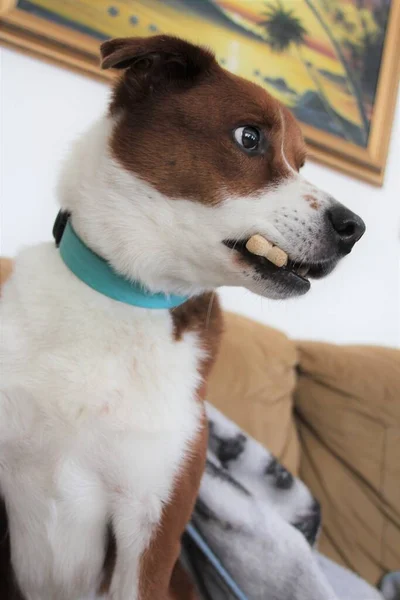 Terrier Border Collie Mix Dog Auf Dem Couch Unter Blnket — Stockfoto