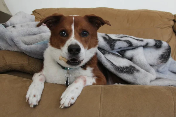 Terrier Border Collie Mix Perro Caballo Bajo Blnket — Foto de Stock