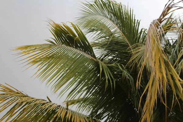 Tropical Storm Weather Shot Florida — Stock Photo, Image