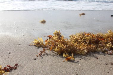 Florida sahilinde yosun.