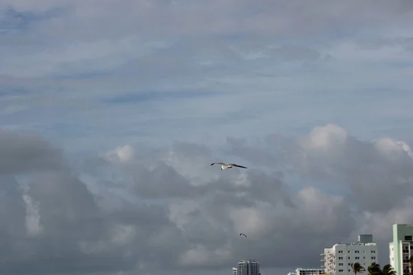 空を飛ぶ鳥 — ストック写真