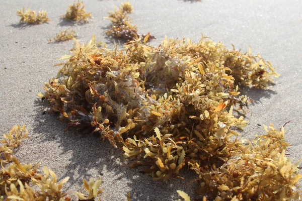 Algas Marinhas Praia Flórida — Fotografia de Stock