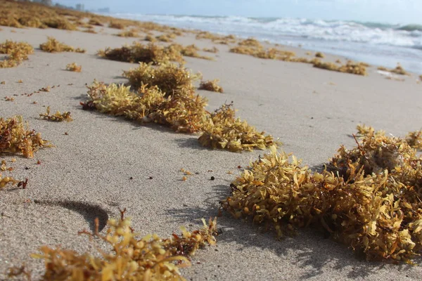 Algas Marinhas Praia Flórida — Fotografia de Stock