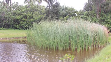 Bulutlu bir günde Florida Golf Sahası