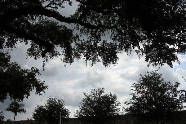 High Angle Tree Photography Day — Stock Photo, Image