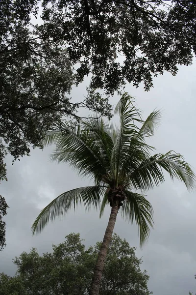 Palmeira Céu — Fotografia de Stock