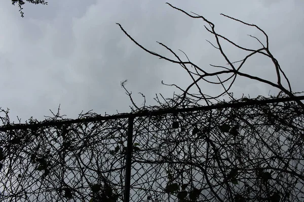 Fence Photography Gloomy Day — Stock Photo, Image