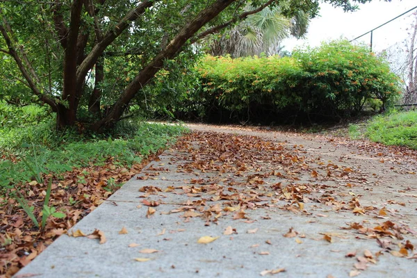 Leaves Path — Stock Photo, Image