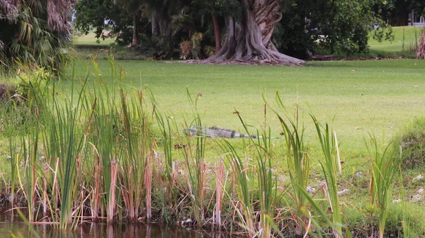 Otların Arasında Büyük Bir Iguana — Stok fotoğraf