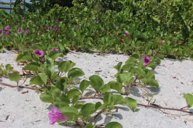 Kumda mor çiçekler