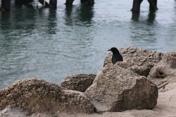 Oiseau Noir Par Littoral — Photo